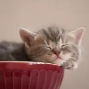 アイスの画像