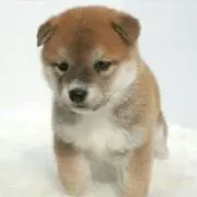 Miyu