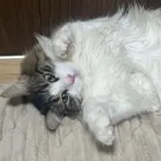 umiの画像