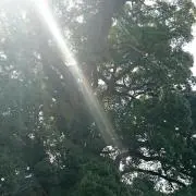 月明りの画像