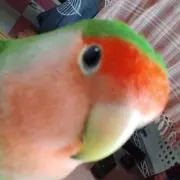 Shoo