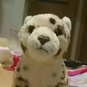 めぐの画像