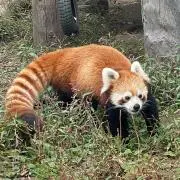 かにの画像