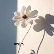 R___の画像