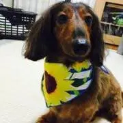 イチの画像