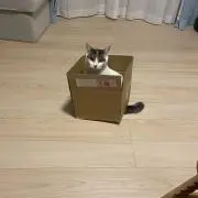 あんじーの画像