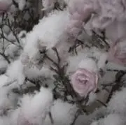 ✧*。