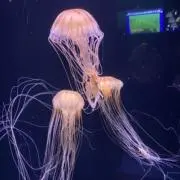 Nの画像