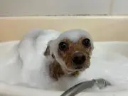 もなかの画像