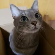 さとみ