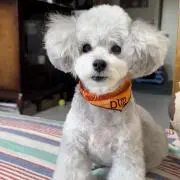 あんずの画像