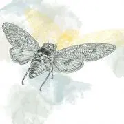 Nanan