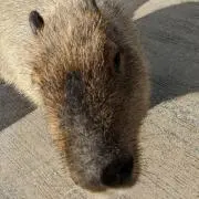 あいち。の画像