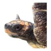 チョコ豚の画像