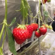 ありんこ☆の画像
