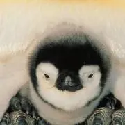 片吟の画像