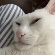 ねこ派ですの画像