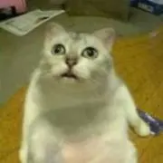 のの画像
