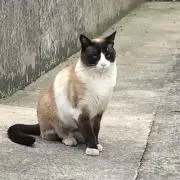 たとの画像