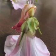 ririの画像