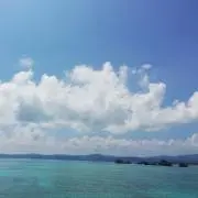 キョロの画像