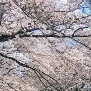 さくらの画像