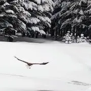 KU MAの画像