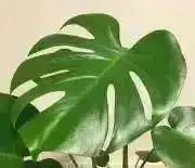 momo＊の画像