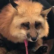 多田