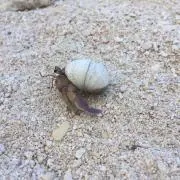やどかりの画像