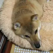 モンチッチ50㌢、43㌢ 2体セット 茶色い目 泣き顔 - メルカリ