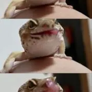 わだてぃんの画像