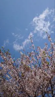 トモトモ♪プロフ必読！の画像