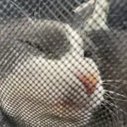 棚の画像