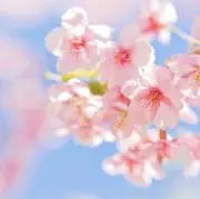 haru*の画像