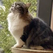 ニアの画像