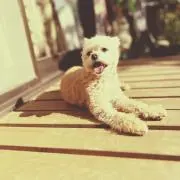 deniの画像