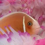 あゆ