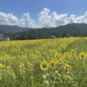 すたーの画像
