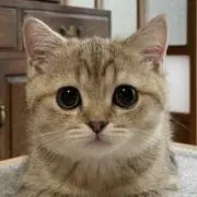 miiの画像