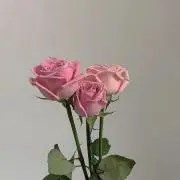 nanaの画像