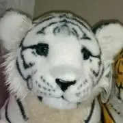 虎壱