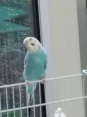 ピヨ。(•ө•)の画像