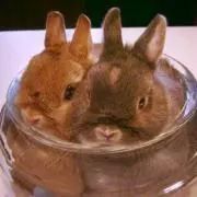 れちゃんの画像