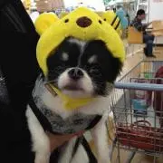 ぽんちゃんの画像
