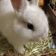 モコたん
