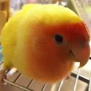 YZs