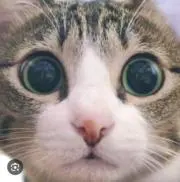 とし