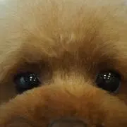 MaiMaiの画像