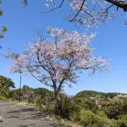 ちーの画像